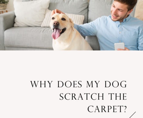 Why Does My Dog Scratch the Carpet? Understanding the Behavior and Effective Solutions